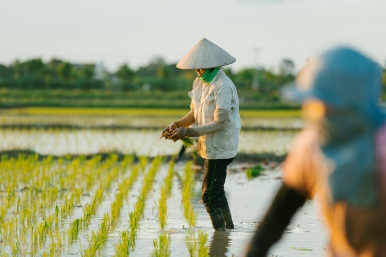 Farmers in traditional hats planting rice seedlings in a lush, sunlit field, showcasing agricultural practices.